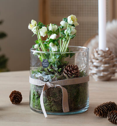 Helleborus i glassvase Helleborus i glassvase